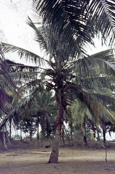 ein Baum.jpg